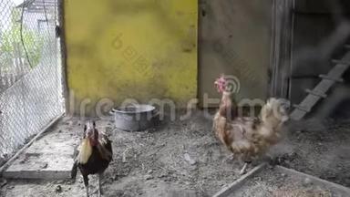在传统农村酒吧的鸡舍里关着公鸡和母鸡。 金凤鸡和鸡在鸡舍饲养